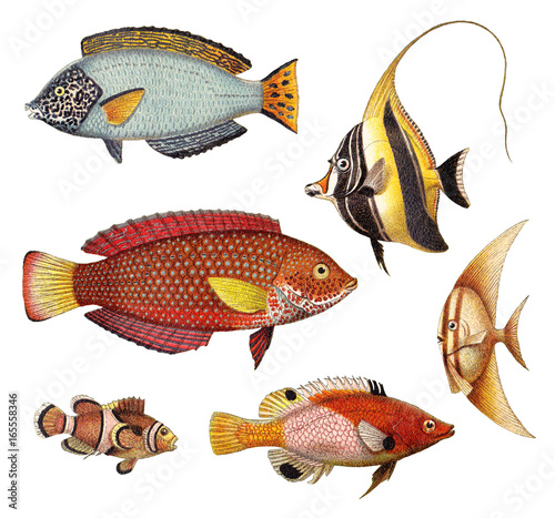 Wall Mural Tropical fish collection - old vintage illustration isolated on white background