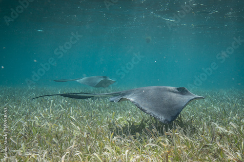 Two Stingrays