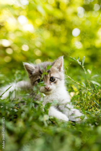 Little kitten in green grass in the park