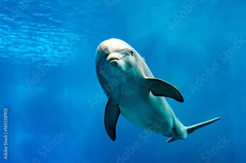 Fototapeta na wymiar delfinu uśmiechnięty oka zakończenie w górę portreta szczegółu
