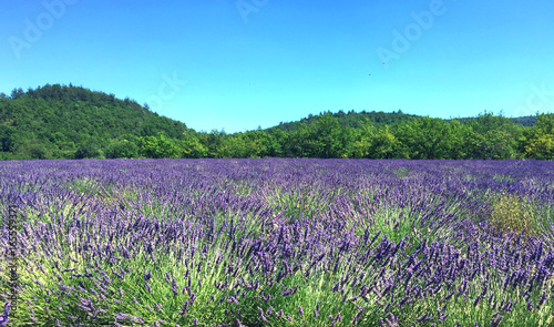 Lavander landscape in Provence   champ de lavande en Provence