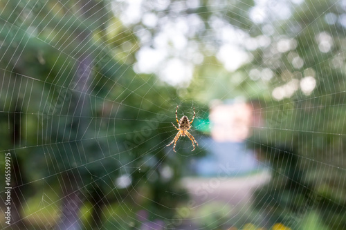 Spider in a web 