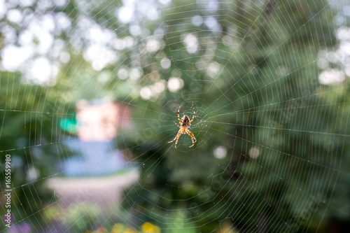 Spider in a web 