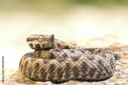 aggressive nose horned viper ready to strike