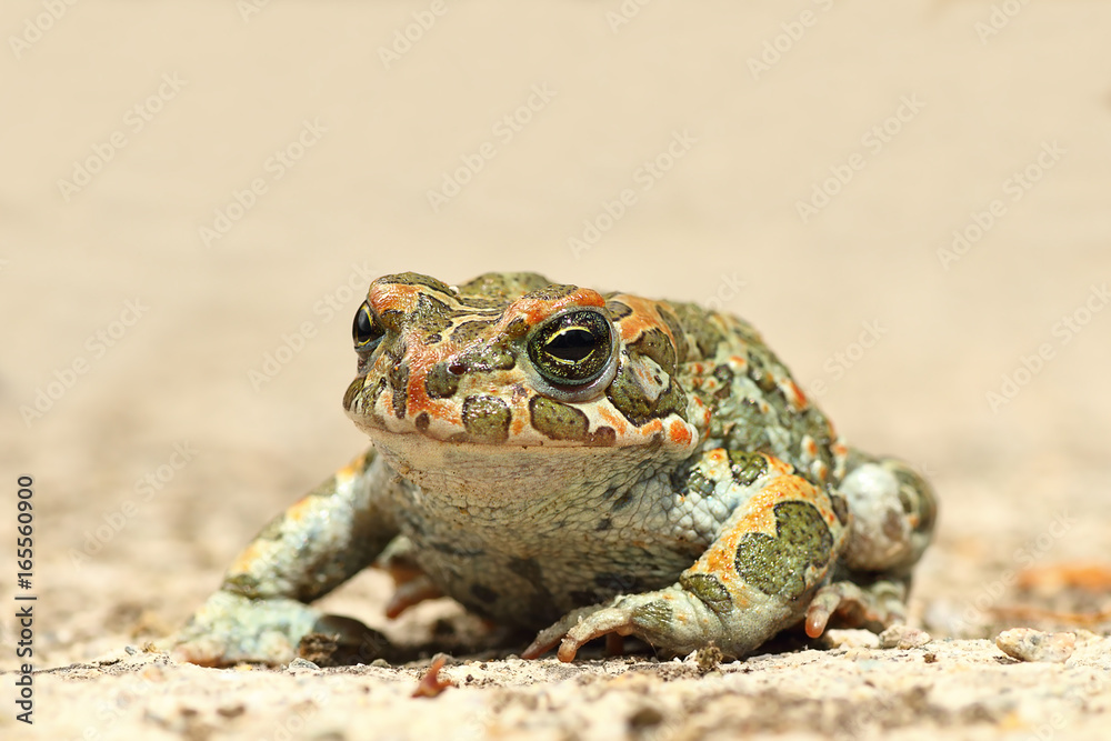 Fototapeta premium common green toad on the ground
