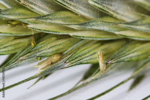 Green wheat ear close-up with setas on a white background
