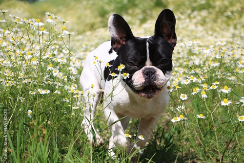 französische bulldogge in einem Feld voll Kamille © Bianca