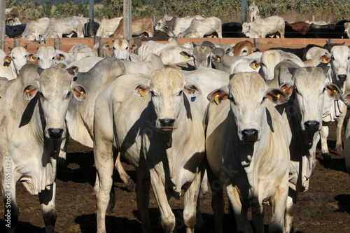 Fazenda de gado