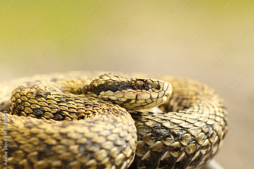 Fototapeta premium portrait of female meadow adder basking