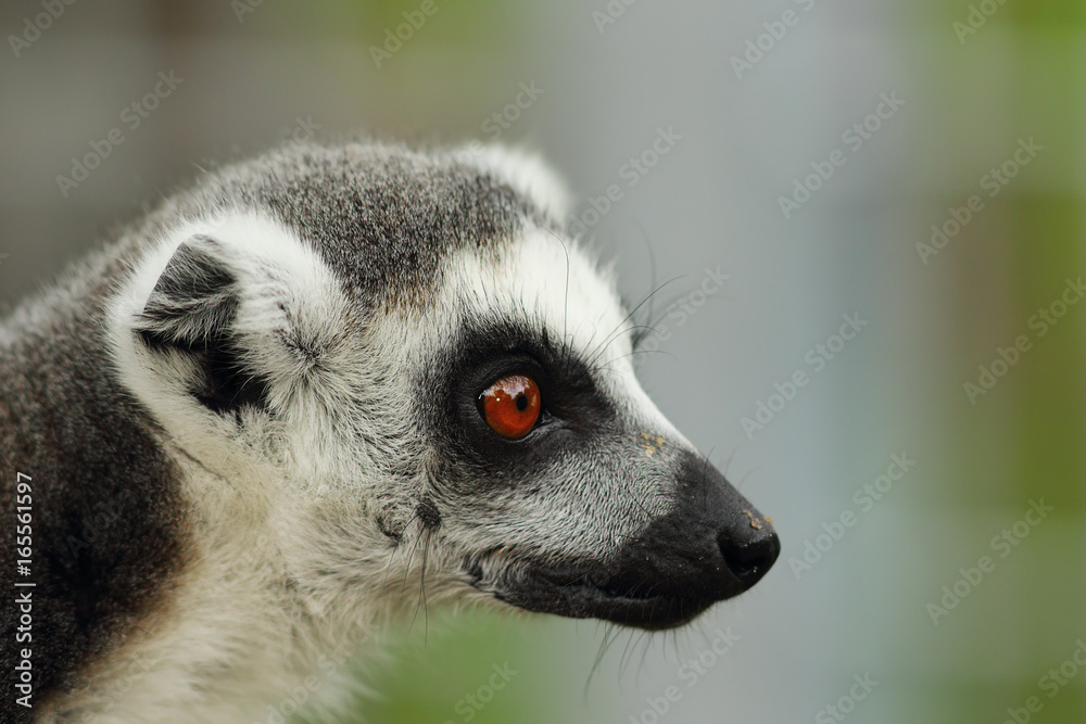 portrait of ring tailed lemur