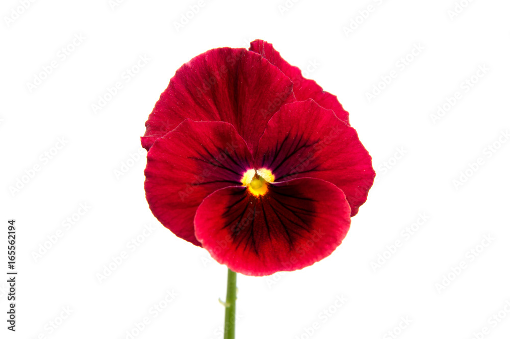 Obraz premium Beautiful daisy flowers isolated on white background cutout