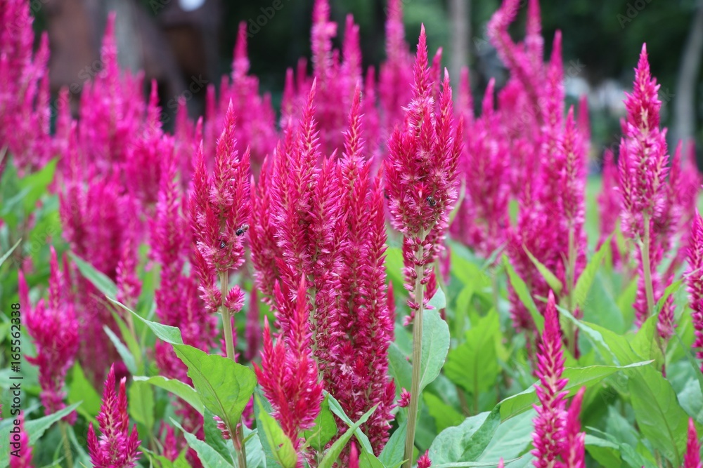 Celosia argentea pink flowers decoration in the garden nature background Celosia argentea pink flowers decoration in the garden nature background