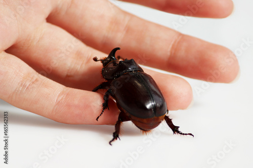 A rhinoceros beetle Oryctes nasicornis runs on a hand on a white background. photo