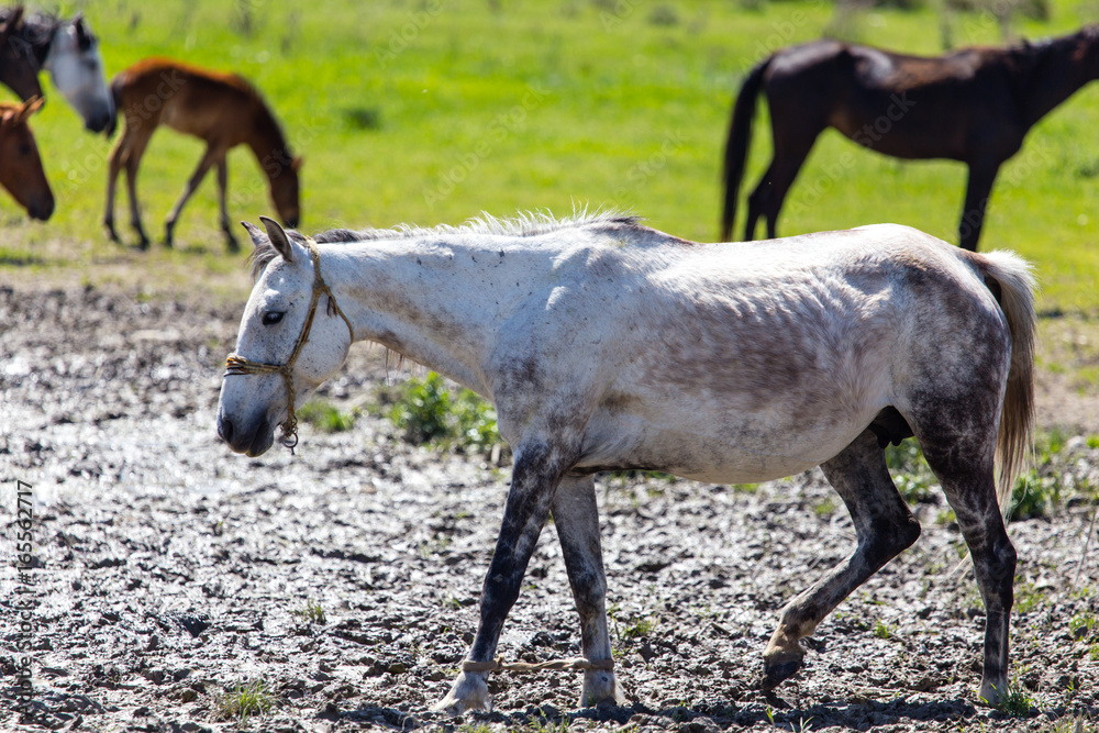 The horse walks on clay soil in the park