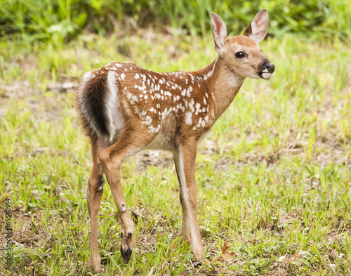 Whitetail Fawn In Wooded Field © phototreaker
