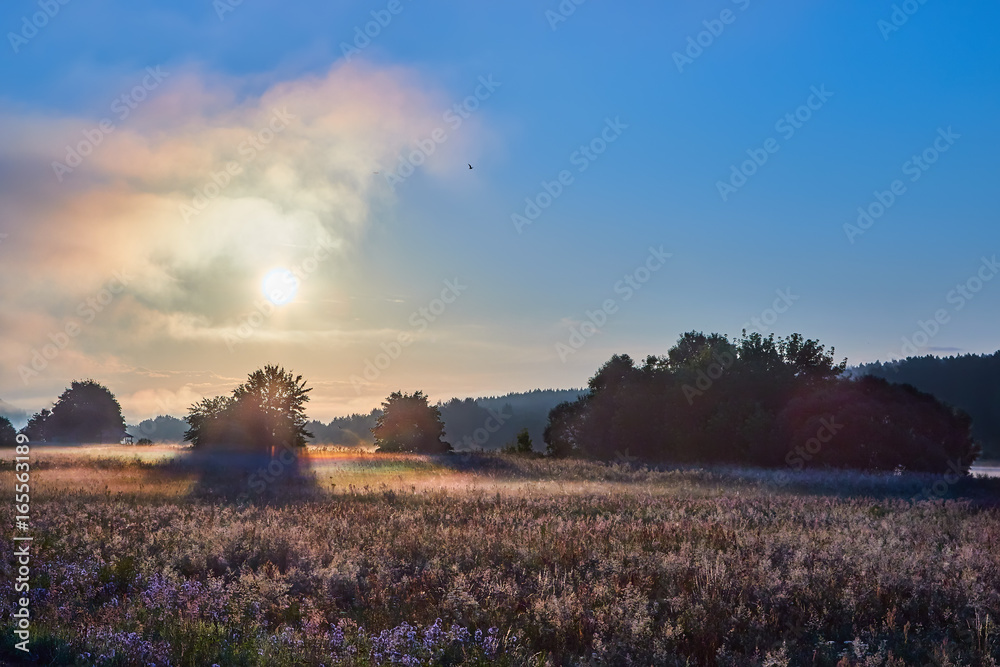 beautiful summer rural landscape with forest a meadow and fog at sunrise