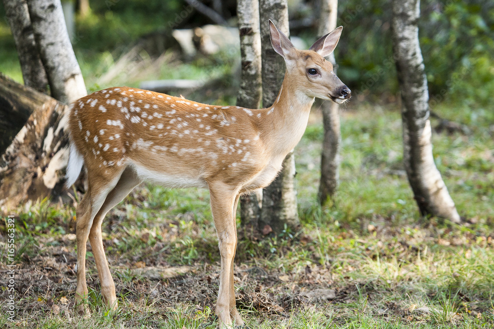 Whitetail Fawn In Wooded Field Whitetail Fawn In Wooded Field