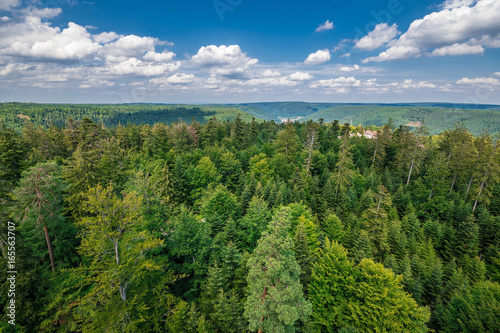 Blick über den Bäumen im Schwarzwald an einem Sommertag, Deutschland