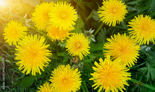 bright yellow dandelion flowers