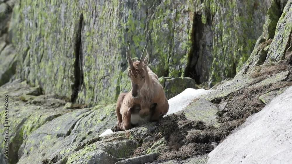 Ibex, Capra Ibex, laying on high mountain cliffs while chewing Ibex, Capra Ibex, laying on high mountain cliffs while chewing