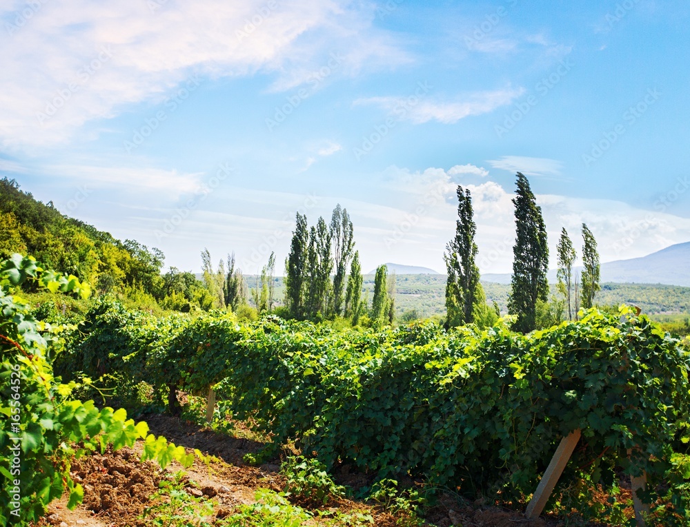 Fototapeta premium Vineyard.