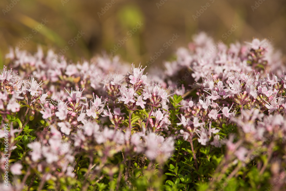 A beautiful closeup of a natural wild thyme flowers blossoming near the wood. Herbal tea. Closeup with a shallow depth of field. A beautiful closeup of a natural wild thyme flowers blossoming near the wood. Herbal tea. Closeup with a shallow depth of field.