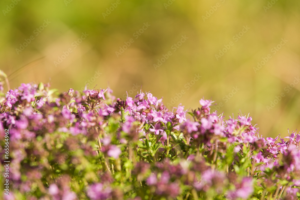 A beautiful closeup of a natural wild thyme flowers blossoming near the wood. Herbal tea. Closeup with a shallow depth of field. A beautiful closeup of a natural wild thyme flowers blossoming near the wood. Herbal tea. Closeup with a shallow depth of field.
