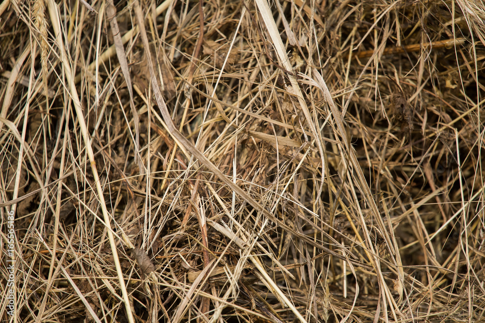 A beautiful closeup of a natural dried grass. Abstract nature background pattern. A beautiful closeup of a natural dried grass. Abstract nature background pattern.