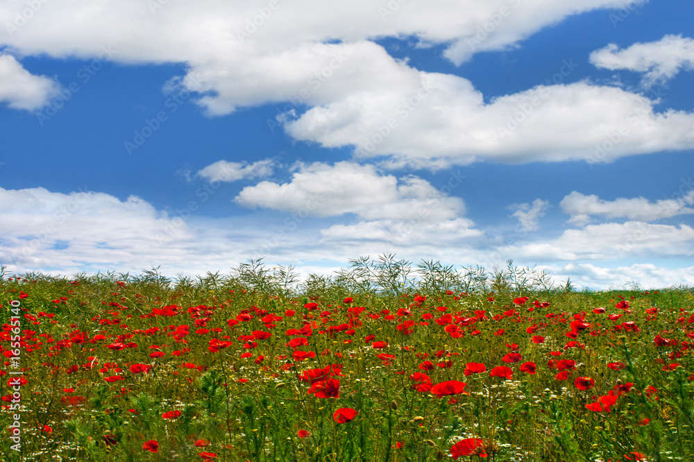 Landscape - Poppy field Landscape - Poppy field