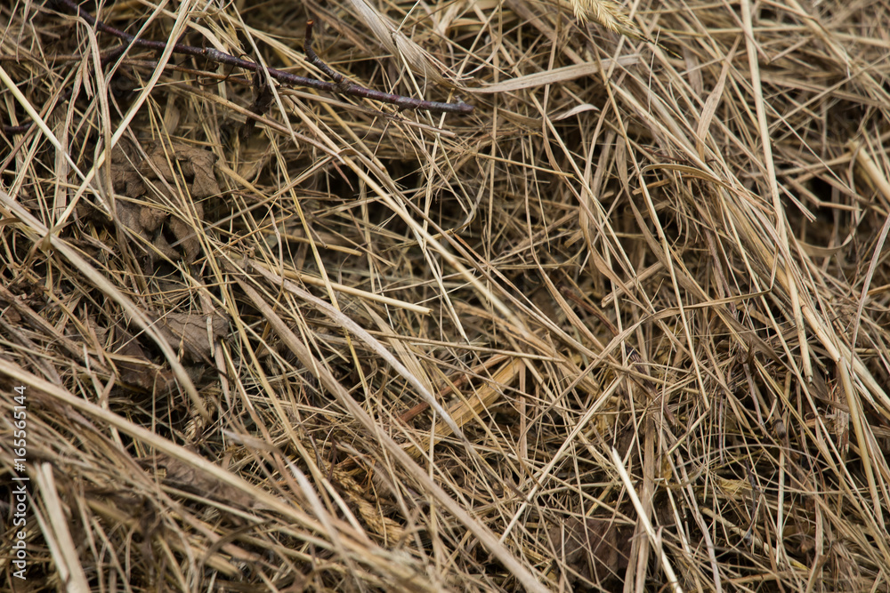A beautiful closeup of a natural dried grass. Abstract nature background pattern. A beautiful closeup of a natural dried grass. Abstract nature background pattern.