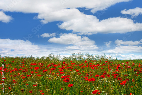 Landscape  -  Poppy field