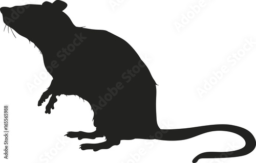 Vector silhouette of a rat