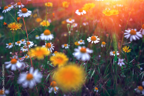 Floral background. Summer background with wild daisies at sunset.