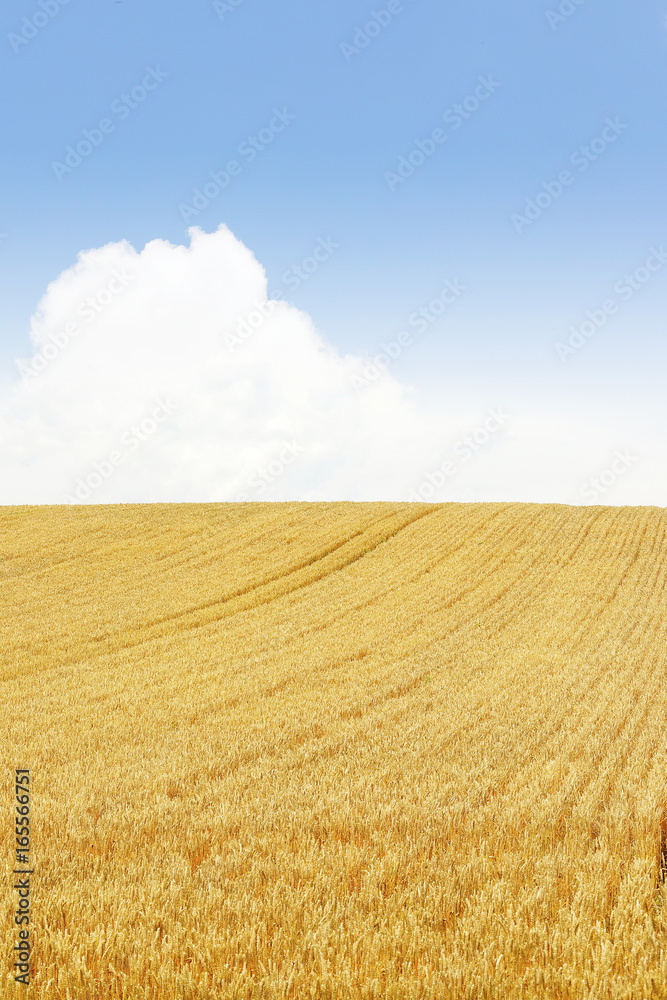 小麦畑　北海道　Hokkaido summer wheat field