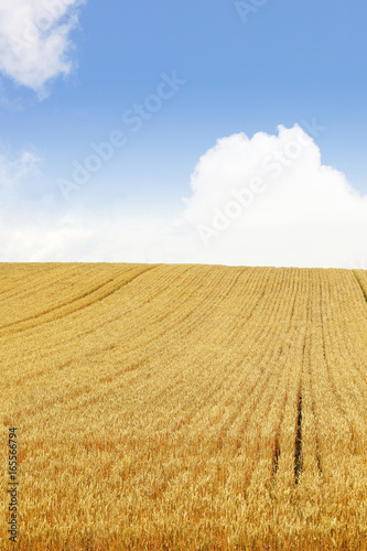 小麦畑 北海道 Hokkaido summer wheat field