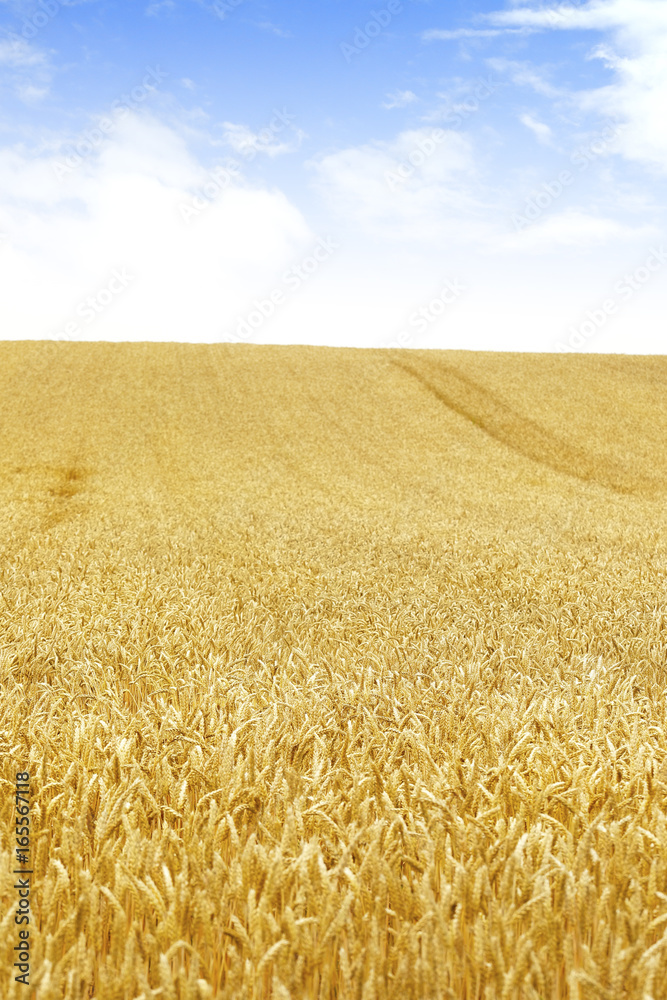 Naklejka premium 小麦畑 北海道 Hokkaido summer wheat field