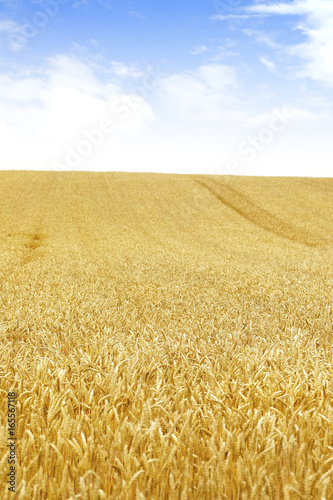 小麦畑 北海道 Hokkaido summer wheat field