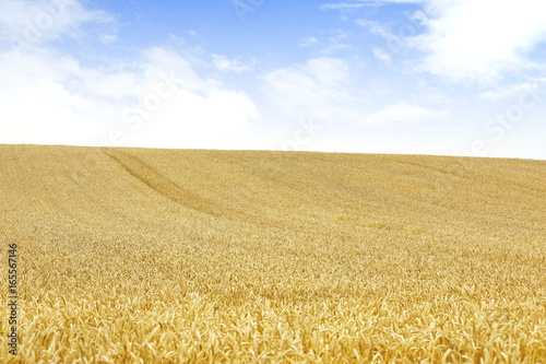 小麦畑 北海道 Hokkaido summer wheat field