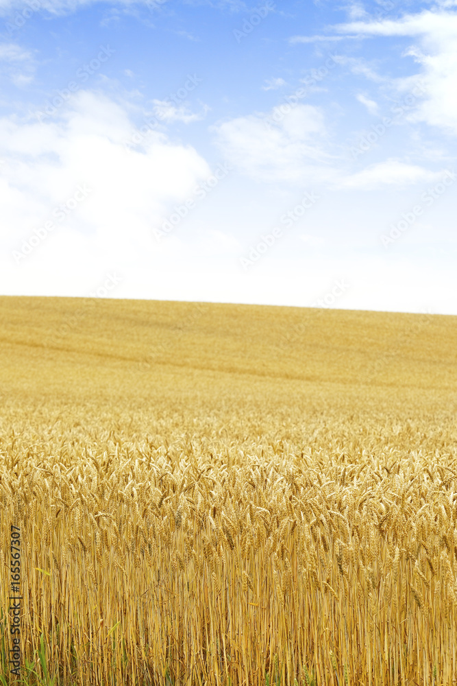 北海道の小麦畑　Hokkaido summer wheat field