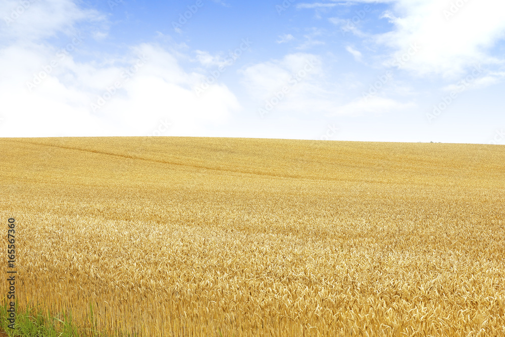 Fototapeta premium 北海道の小麦畑 Hokkaido summer wheat field