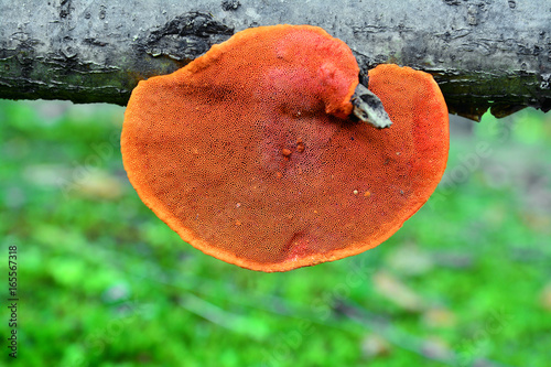 pycnoporus cinnabarinus mushroom photo