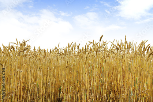                         Hokkaido summer wheat field