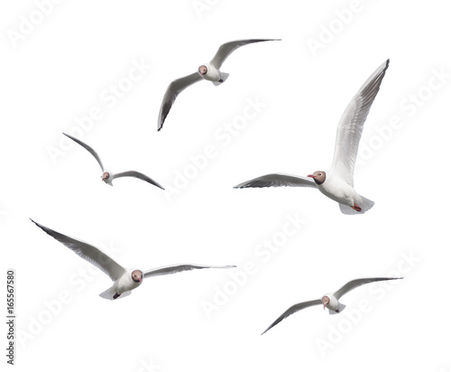 Seagulls flying on a white background