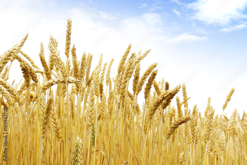 北海道の小麦畑 Hokkaido summer wheat field Stock 写真 | Adobe Stock