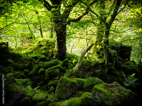 intense bright green woodland with moss covered boulders and bright green leaves