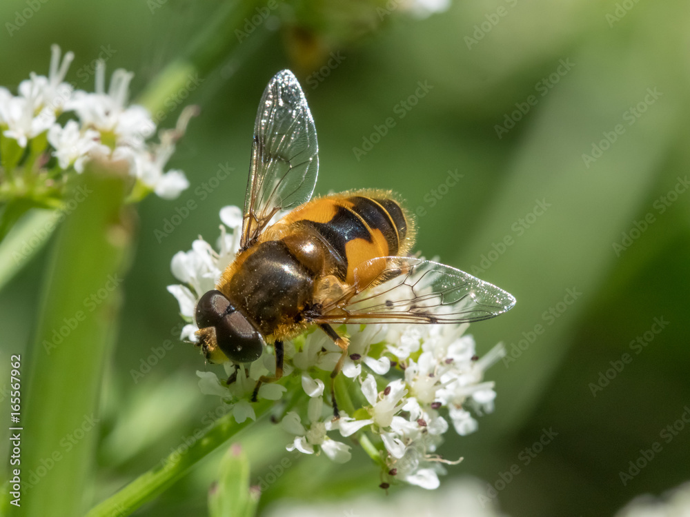 Eristalis horticola hoverfly or dronefly feeding or nectaring on white flower, water dropwort or umbellifer Eristalis horticola hoverfly or dronefly feeding or nectaring on white flower, water dropwort or umbellifer