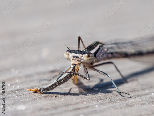 Teneral Blue-tailed damselfly (Ischnura elegans) feeding on, eating  a Crane fly photo