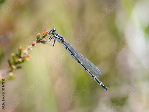 Female Common Blue damselfly (Enallagma cyathigerum) hanging from a flowering heather flower photo