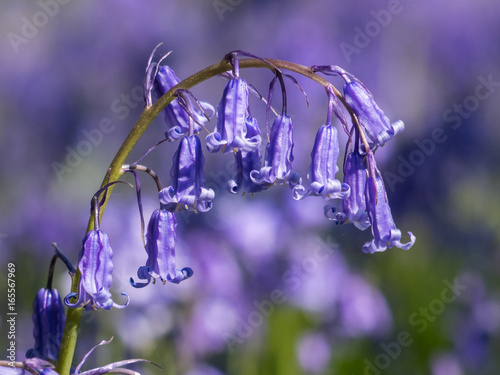 Bluebell (Hyacinthoides non-scripta) close-up among many others