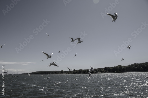 gulls photo